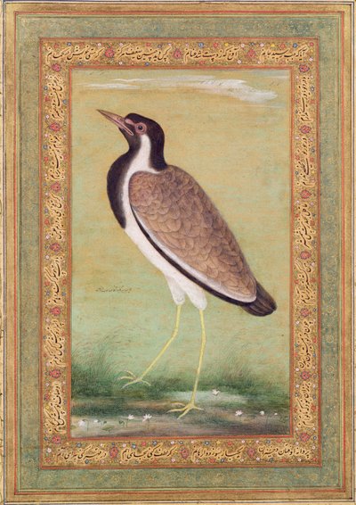 Indian Lapwing by Mansur