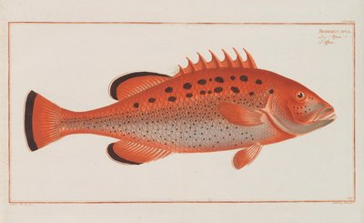 Allgemeine Naturgeschichte der Fische Deutschlands, 1782-1793 by Marcus Élieser Bloch