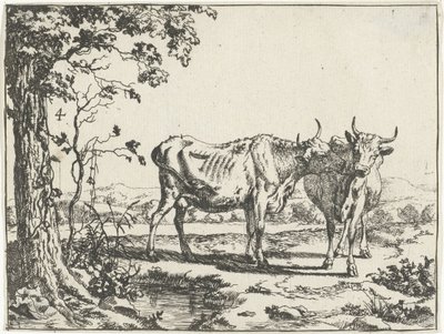 Two cows licking each other by Marcus de Bye