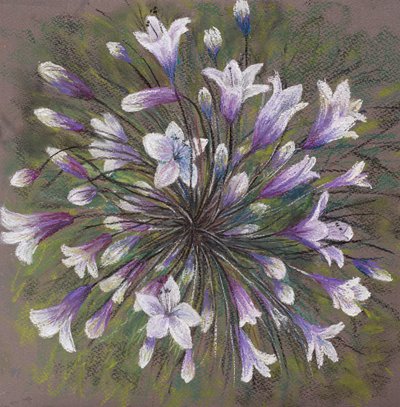 Allium family by Margo Starkey