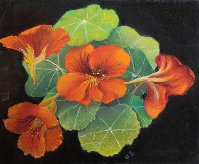 Nasturtiums by Margo Starkey