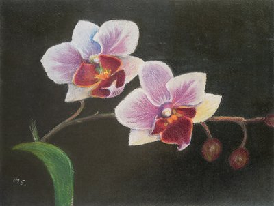 Orchid in My Bedroom by Margo Starkey