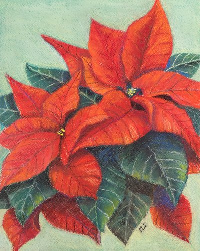 Poinsettia