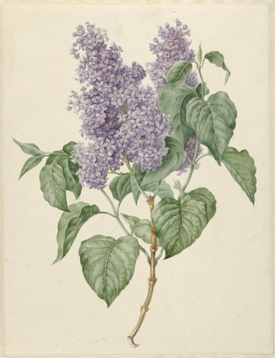 Branch with Purple Lilacs by Maria Geertruida Barbiers Snabilié