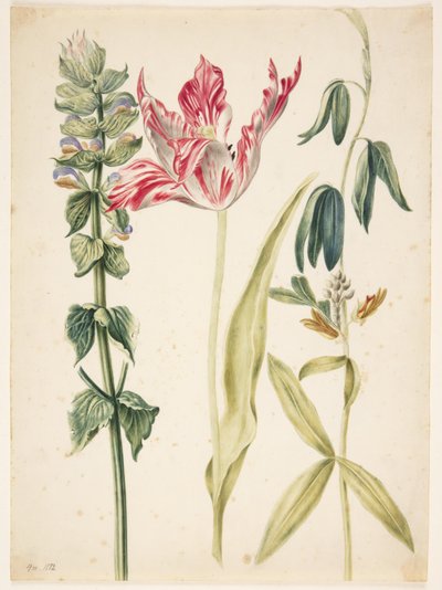 Three Flowers, a Tulip in the Middle by Maria Sibylla Merian