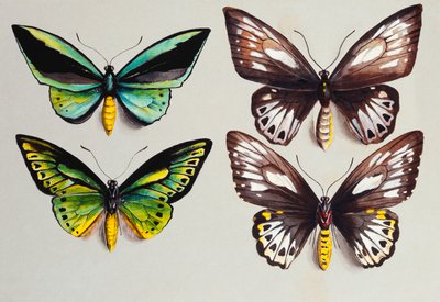 Four Birdwing Butterflies by Marian Ellis Rowan
