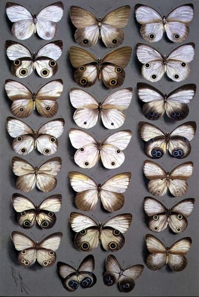 Papuan Butterflies 2 by Marian Ellis Rowan