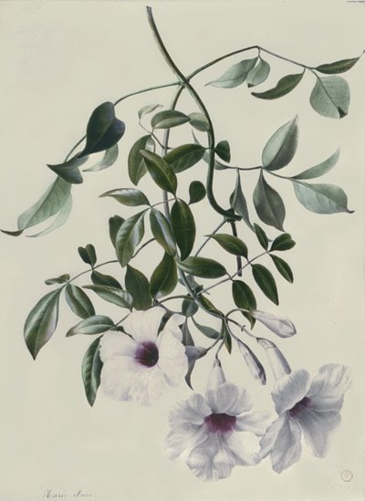 Jasmine by Marie Anne