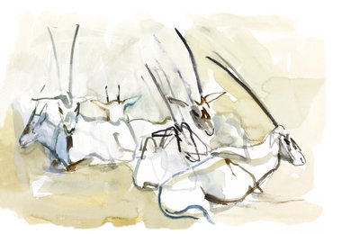 Arabian Oryx, 2010 by Mark Adlington