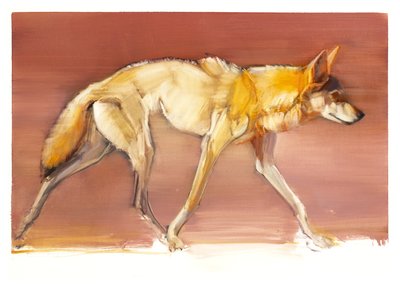 Arabian Wolf, 2010 by Mark Adlington