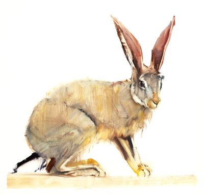 Cape Hare by Mark Adlington