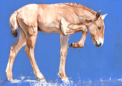 Przewalski Foal by Mark Adlington