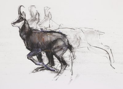 Running Chamois by Mark Adlington