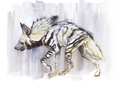 Striped Hyaena, 2010 by Mark Adlington