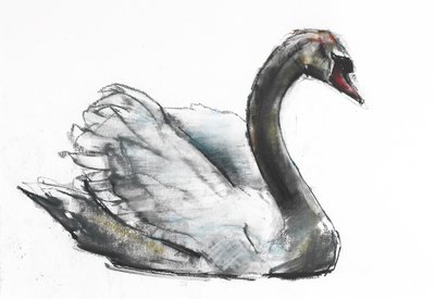 Swan by Mark Adlington