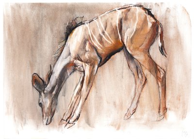 Young Kudu, Loisaba, 2018 by Mark Adlington