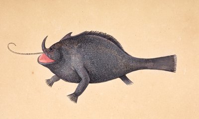 A fish by Mark Catesby