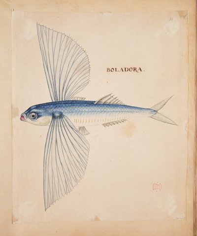 Boladora, A flying fish by Mark Catesby