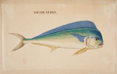A fish by Mark Catesby
