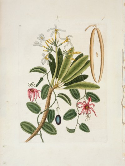 Plumeria obtusa L. Singapore Frangipani by Mark Catesby