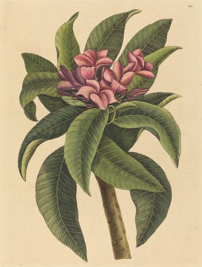 Red Frangipanni by Mark Catesby