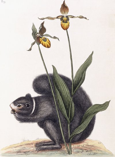 Sciurnus Niger by Mark Catesby
