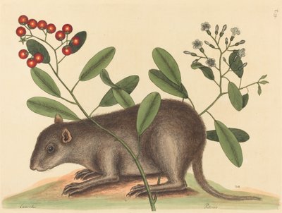 The Bahama Coney by Mark Catesby