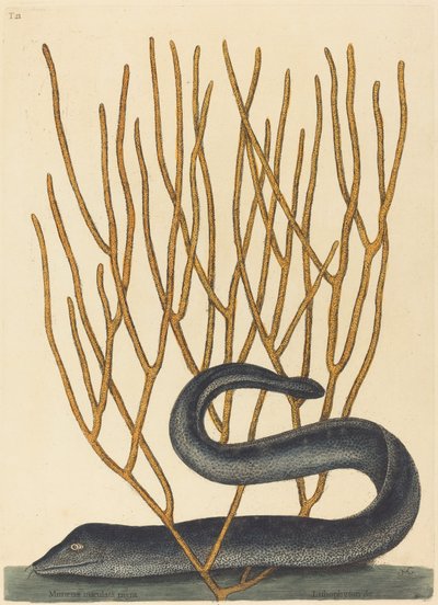 The Black Muray by Mark Catesby