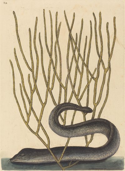 The Black Muray (Muraenae helenae varietas) by Mark Catesby