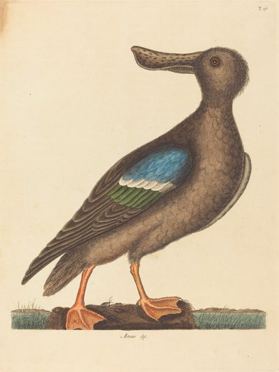 The Blue Winged Shoveler (Anas clypeata foemina) by Mark Catesby