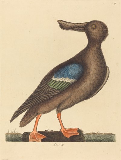 The Blue Winged Shoveler by Mark Catesby
