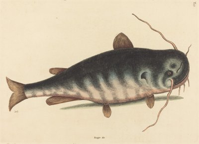 The Cat Fish Silurus catus by Mark Catesby