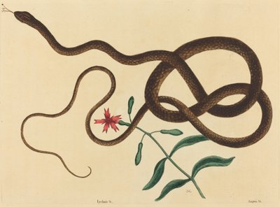 The Coach-Whip Snake (Coluber flagellum) by Mark Catesby
