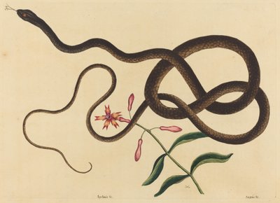 The Coach-Whip Snake by Mark Catesby