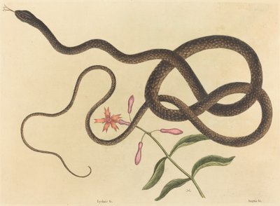 The Coach-whip Snake by Mark Catesby