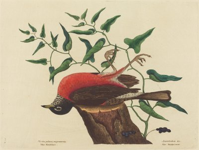 The Fieldfare of Carolina (Turdus migratorius) by Mark Catesby