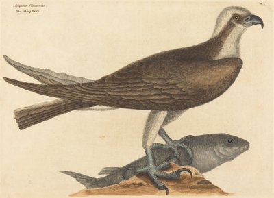 The Fishing Hawk Falco haliaetus by Mark Catesby