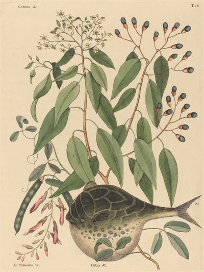The Globe Fish by Mark Catesby