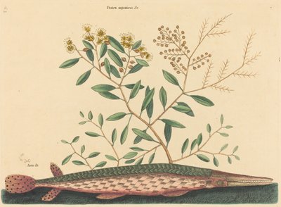 The Green Gar Fish by Mark Catesby