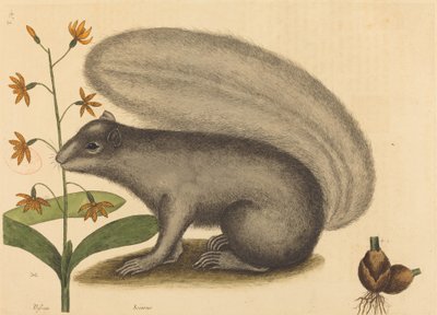 The Grey Fox Squirrel (Sciurus cinereus) by Mark Catesby