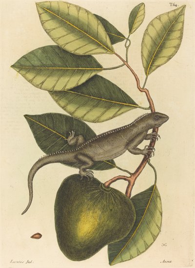 The Guana Lacerta Iguana by Mark Catesby