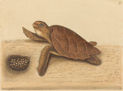 The Hawks-bill Turtle (Testudo caretta) by Mark Catesby