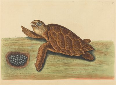 The Hawksbill Turtle by Mark Catesby