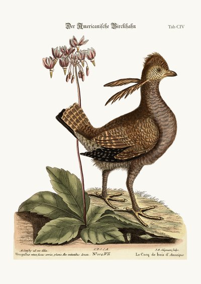 The Heathcock, 1749-73 by Mark Catesby