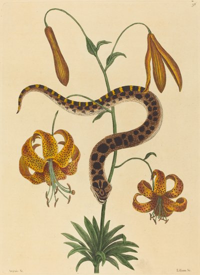 The Hog-nose Snake by Mark Catesby