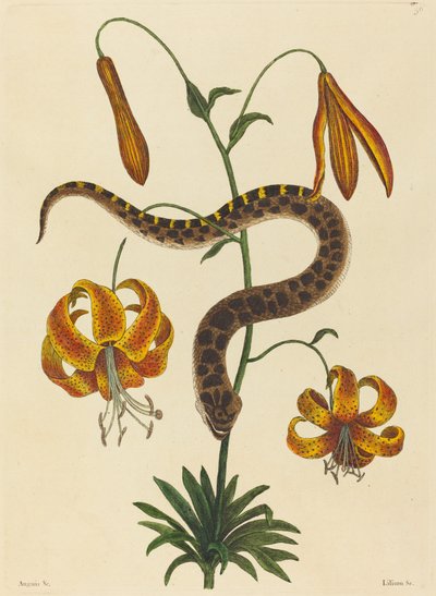 The Hog-nose Snake by Mark Catesby