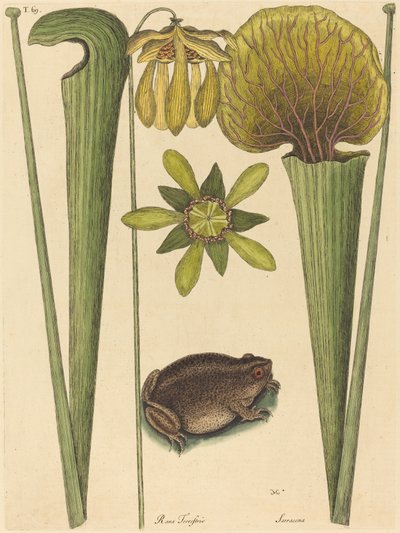 The Land Frog Rana by Mark Catesby