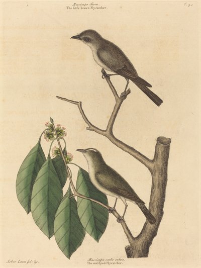 The Little Brown Flycatcher by Mark Catesby