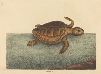 The Loggerhead Turtle Testudo Cavanna by Mark Catesby