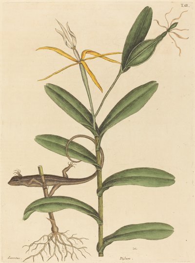 The Lyon Lizard Lacerta 6-lineata by Mark Catesby